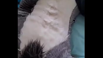 Fursuit Climax Overload